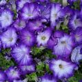 Characteristics and description of Sophistika petunias, planting and care