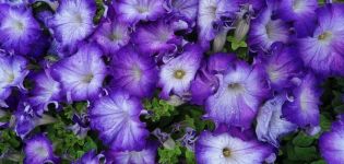 Characteristics and description of Sophistika petunias, planting and care