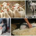 Quando e come tosare le pecore, istruzioni passo passo e cosa usare