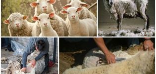 Cuándo y cómo esquilar ovejas, instrucciones paso a paso y que usar