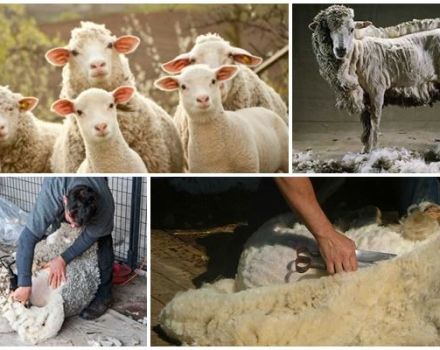Kada ir kaip kirpti avis, žingsnis po žingsnio instrukcijas ir ką naudoti