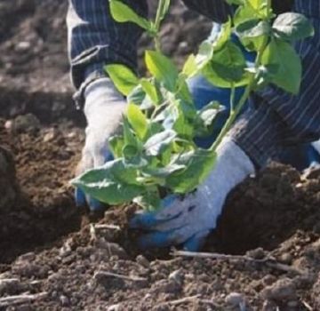 Jaké složení půdy je potřeba pro zahradní borůvky a jak si ji vyrobit sami