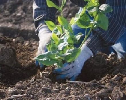Mitä maaperän koostumusta tarvitaan puutarhan mustikoihin ja miten tehdä se itse