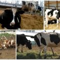 Przepisywanie antybiotyków paszowych dla bydła, 5 najlepszych receptur i instrukcje