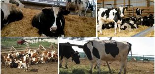 Prescription of feed antibiotics for cattle, top-5 formulations and instructions