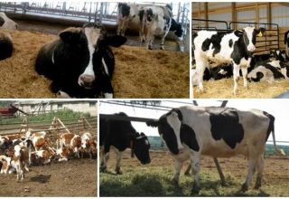 Istota metody luźnych krów, zalety i wady