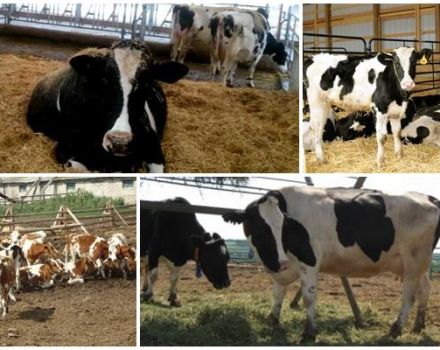 Recept af foderantibiotika til kvæg, top-5-formuleringer og instruktioner