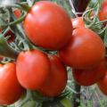 Značajke i opis sorte rajčice Umjetnik f1, njen prinos