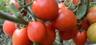 Charakteristika a opis odrody paradajok Artist f1, jej výnos