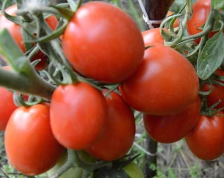 Egenskaper och beskrivning av tomatsorten Artist f1, dess utbyte