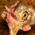 Orsaker och symtom på utseendet på kycklinglöss, hur man tar bort och vad man ska göra för att förebygga