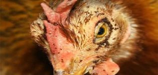Αιτίες και συμπτώματα της εμφάνισης ψειρών κοτόπουλου, πώς να αφαιρέσετε και τι πρέπει να κάνετε για την πρόληψη