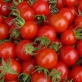 Was sind die besten Tomatensorten für ein Gewächshaus aus Polycarbonat?