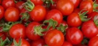 Polikarbonat bir sera için en iyi domates çeşitleri nelerdir