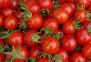 ما هي أفضل أنواع الطماطم لبيت زجاجي من البولي كربونات