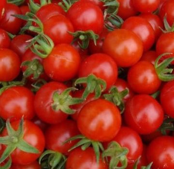 Kādas ir labākās tomātu šķirnes siltumnīcai ar polikarbonātu
