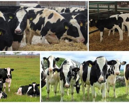 Definícia jalovíc kráv v chove zvierat a aký je vek, ako si vybrať
