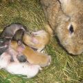Niuanse chowu królików zimowych i zasad hodowlanych do trzymania na zewnątrz