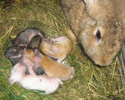 Nuance chovu zimního králíka a pravidla chovu pro venkovní chov