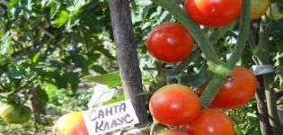 Kuvaus tomaattilajikkeesta Joulupukista, kasvaa ja hoitaa häntä