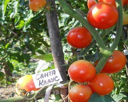 Descripción de la variedad de tomate Santa Claus, creciendo y cuidándolo.