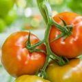 Katsaus Volgogradin alueen parhaista tomaattilajikkeista