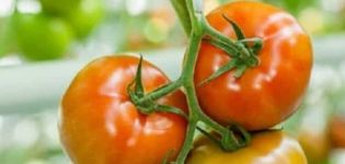 Prehľad najlepších odrôd paradajok pre región Volgograd