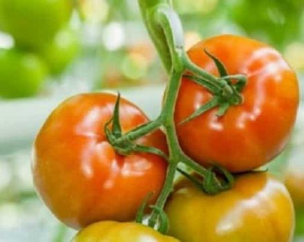 Gennemgang af de bedste tomatsorter i Volgograd-regionen