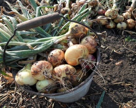 Właściwy czas usuwania cebuli z ogrodu na Syberii
