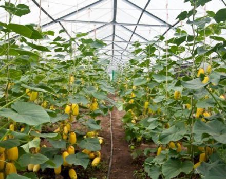How to blind cucumbers outdoors and in the greenhouse