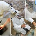 Pros and cons of artificial insemination of goats, timing and rules