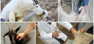 Voors en tegens van kunstmatige inseminatie van geiten, timing en regels