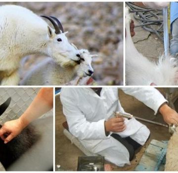 Pros and cons of artificial insemination of goats, timing and rules