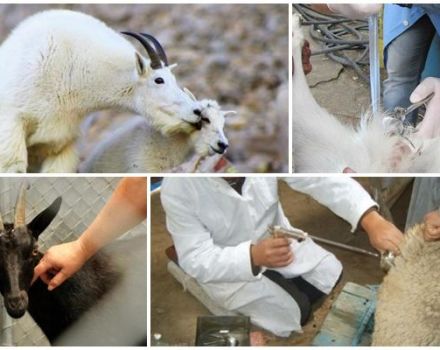 Pros y contras de la inseminación artificial de cabras, tiempos y reglas.