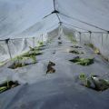 Comment planter et faire pousser des concombres en plein champ sous un film