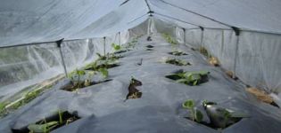 Bir filmin altında açık alanda salatalık nasıl ekilir ve yetiştirilir