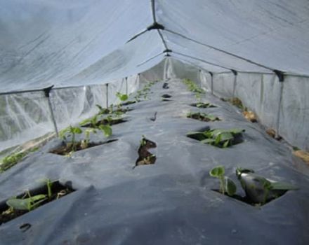 Bir filmin altında açık alanda salatalık nasıl ekilir ve yetiştirilir