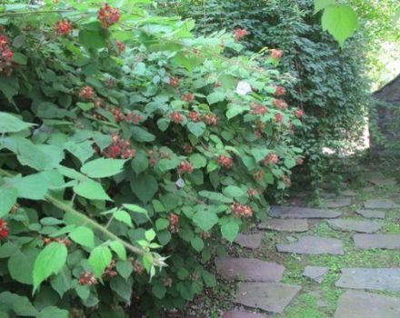How to quickly propagate remontant raspberries, methods and timing of harvesting cuttings
