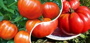 Opis odrody paradajok Orlets, znaky pestovania a úrody