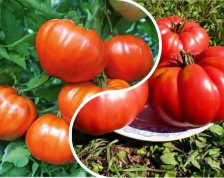 Opis sorte rajčice Orlets, značajke uzgoja i prinos