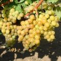 Descripción de las variedades de uva híbridas Pearls Black, Pink, White y Saba