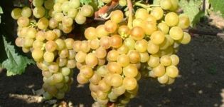 Description of hybrid grape varieties Pearls Black, Pink, White and Saba