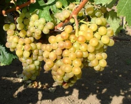 Beschrijving van de hybride druivensoorten Parels Zwart, Roze, Wit en Saba