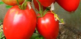 Mô tả giống cà chua Korolevich, đặc điểm và cách trồng trọt