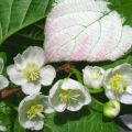 Beschrijving en kenmerken van de Actinidia-variëteit Doctor Shimanovsky, planten en verzorgen