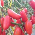 Description and characteristics of the tomato variety Scarlet candles