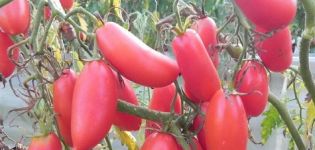 Beschreibung und Eigenschaften der Tomatensorte Scharlachrote Kerzen