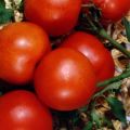 Các loại cà chua tốt nhất cho nhà kính polycarbonate ở vùng Moscow