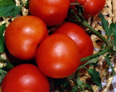 Najbolje sorte rajčice za polikarbonatni staklenik u moskovskoj regiji