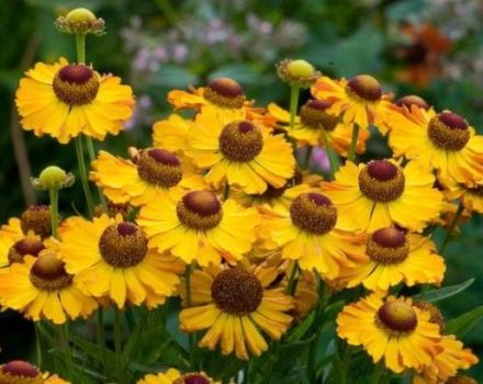 Description of 20 varieties and types of perennial helenium, planting and care in the open field